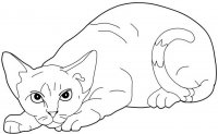 disegni_animali/gatto/Le_Devon-Rex.jpg