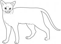 disegni_animali/gatto/abissino.jpg