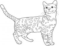 disegni_animali/gatto/bangala.jpg