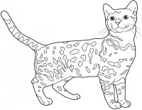 disegni_animali/gatto/bangala.jpg
