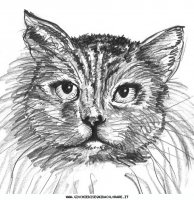 disegni_animali/gatto/cani_gatti_c26.JPG
