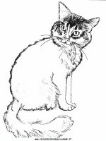 disegni_animali/gatto/cani_gatti_c7.JPG