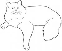 disegni_animali/gatto/gatto.jpg
