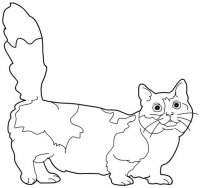 disegni_animali/gatto/micetto.jpg