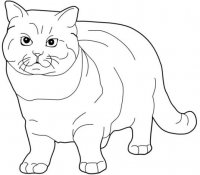disegni_animali/gatto/micio.jpg
