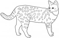 disegni_animali/gatto/savana.jpg