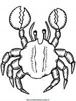 disegni_animali/granchio/crab4.JPG