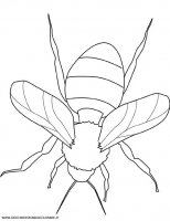 disegni_animali/insetti/calabrone.jpg