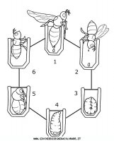 disegni_animali/insetti/ciclo_ape.JPG