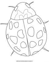 disegni_animali/insetti/coccinella.jpg