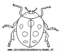 disegni_animali/insetti/coccinella2.JPG
