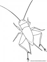 disegni_animali/insetti/cricket.jpg