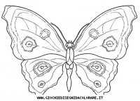 disegni_animali/insetti/farfalla.JPG