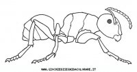 disegni_animali/insetti/formica.JPG