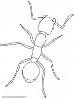 disegni_animali/insetti/formica.jpg