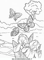 disegni_animali/insetti/insetti_b9677.JPG