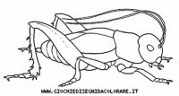 disegni_animali/insetti/insetti_b9680.JPG