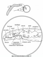 disegni_animali/insetti/insetti_b9688.JPG