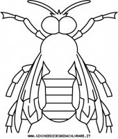 disegni_animali/insetti/insetti_b9693.JPG