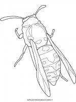 disegni_animali/insetti/insetto.jpg