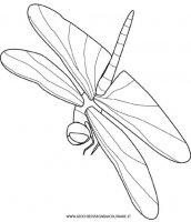 disegni_animali/insetti/libellula.jpg