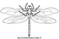 disegni_animali/insetti/libellula_2.JPG