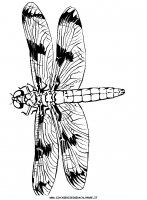 disegni_animali/insetti/libellule_4.JPG
