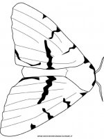 disegni_animali/insetti/mite.jpg