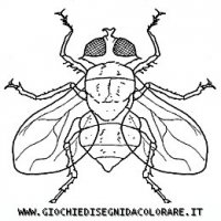 disegni_animali/insetti/mosca.JPG