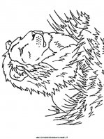 disegni_animali/leone/leone_7.JPG
