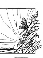 disegni_animali/libellula/libellula_libellule_1.JPG