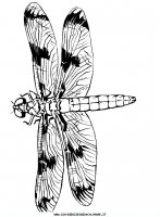 disegni_animali/libellula/libellula_libellule_4.JPG