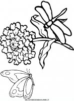 disegni_animali/libellula/libellula_libellule_6.JPG