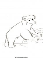 disegni_animali/orso/orsi_22.JPG