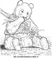 disegni_animali/orso/orso_b7.JPG