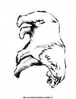 disegni_animali/orso/orso_b9.JPG