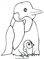 disegni_animali/pinguino/pinguino_13.JPG