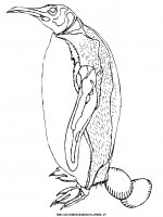 disegni_animali/pinguino/pinguino_5.JPG