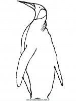 disegni_animali/pinguino/pinguino_8.JPG