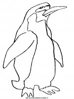 disegni_animali/pinguino/pinguino_9.JPG