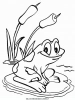 disegni_animali/rana/rana_26.JPG