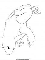 disegni_animali/rana/rana_31.JPG