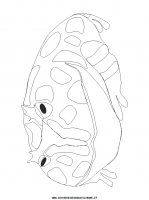 disegni_animali/rana/rana_32.JPG