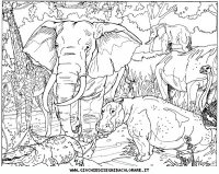 disegni_animali/savana/animali_savana_21.JPG