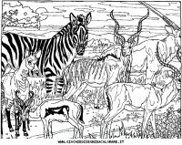 disegni_animali/savana/animali_savana_24.JPG