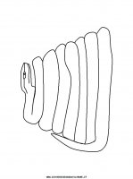 disegni_animali/serpente/serpenti_a13.JPG