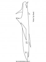 disegni_animali/squalo/squalo_2.JPG