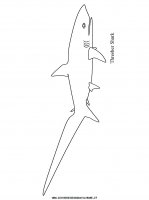 disegni_animali/squalo/squalo_5.JPG