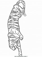 disegni_animali/tigre/tigre_10.JPG