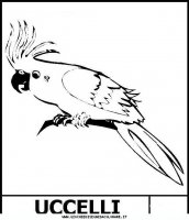 disegni_animali/uccelli/Pappagallo5.JPG